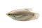 Pla Salit (Trichogaster pectoralis) ,Fresh raw fish on