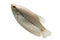 Pla Salit Trichogaster pectoralis ,Fresh raw fish isolated on