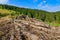 Place of deforestation in the Carpathians, Ukraine