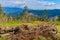 Place of deforestation in the Carpathians, Ukraine