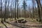 A place for travelers to rest, table and benches in the forest