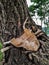 Place where large branch was cut. Unusual shape of log part of tree. Close-up.