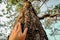 Placed on the trunk of a big tree with fingers extended, symbolizing the connection between humans and nature.