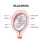 Placenta anatomical structure with inner organ part titles outline diagram
