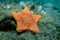 Placenta biscuit starfish - (Sphaerodiscus placenta)