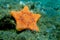 Placenta biscuit starfish - (Sphaerodiscus placenta)