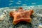 Placenta biscuit starfish - (Sphaerodiscus placenta)