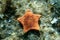 Placenta biscuit starfish - (Sphaerodiscus placenta)