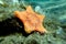 Placenta biscuit starfish - (Sphaerodiscus placenta)