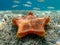 Placenta biscuit starfish - (Sphaerodiscus placenta)