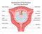 Placenta and fetal membrance anatomy. Placental structure and circulation