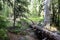 Placid River at Clearwater Campground, Oregon, Surrounded by Flourishing Green Forest