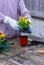 placing yellow viola flower in a pot for transplanting. planting step 4