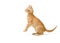 Plaful Orange Striped Tabby Kitten Facing Side