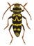 Plagionotus bobelayei, a longhorn beetle mimicking a wasp