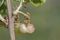 Plagiotrochus quercusilicis galls on quercus faginea gills with a very peculiar appearance like green grapes produced by an insect