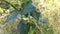 An plague of an army of hungry caterpillars eating the leafs of a plant