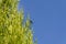 Plague Soldier Beetle (Chauliognathus lugubris) sitting on a plant in Sydney