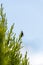 Plague Soldier Beetle (Chauliognathus lugubris) sitting on a plant in Sydney