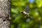 Plain-backed Sparrow - Passer flaveolus.