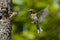 Plain-backed Sparrow - Passer flaveolus.