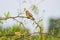 Plain backed Sparrow standing on branch