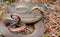 Plain Bellied Water Snake coiled Georgia USA