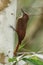 Plain-brown Woodcreeper Climbing Up a Tree - Panama