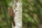 Plain-brown Woodcreeper, Dendrocincla fuliginosa, on tree
