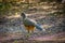 A Plain Chachalaca bird in Frontera Audubon Society, Texas