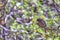 Plain-colored Seedeater Catamenia inornata