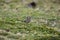 The plain-colored seedeater (Catamenia inornata) in Ecuador