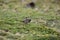 The plain-colored seedeater (Catamenia inornata) in Ecuador