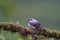 Plain-colored Tanager  840178