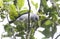 Plain-colored Tanager Tangara inornata