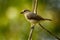 Plain-colored tanager - Tangara inornata bird in the family Thraupidae, found in Colombia, Costa Rica and Panama, natural habitats