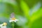 Plain Cupid eating on flower