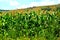 Plain with grains in the harvesting time. Corn field