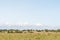 Plain grassland with junipers