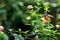 Plain Lacewing butterfly in a garden