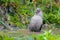 Plain Laughingthrush