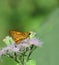 Plain palm dart butterfly is collecting nectar and helps to pollination