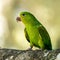Plain parakeet, Brotogeris tirica, a species of parrot endemic to Brazil. Here in Iguazu National park, Brazil