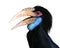 Plain-pouched Hornbill