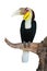 Plain-pouched Hornbill