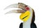 Plain-pouched Hornbill