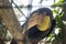 Plain-pouched hornbill close up bird photo
