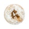 Plain powdered sugar cake donut on white background