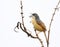 Plain prinia