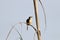 Plain prinia